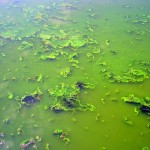 Pollution in Lake Dian